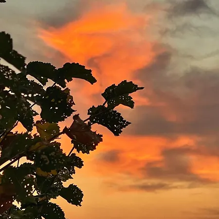 別荘 Turismo E Dos Lagos Do Sabor - Piscina & Meirinhos